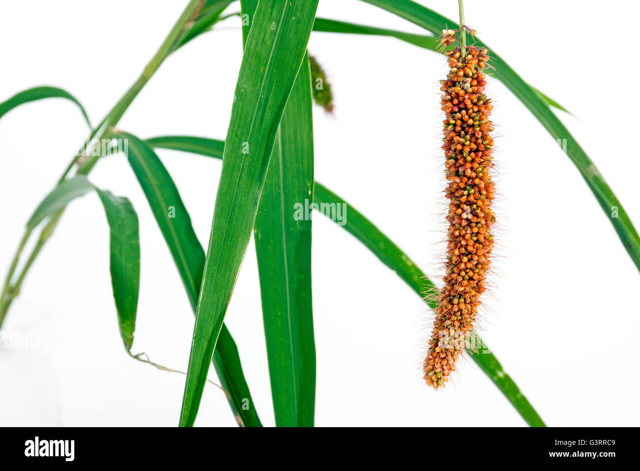 Close up Studio shot of green grass avec oreille de semences de millet rouge sur fond blanc Banque D'Images
