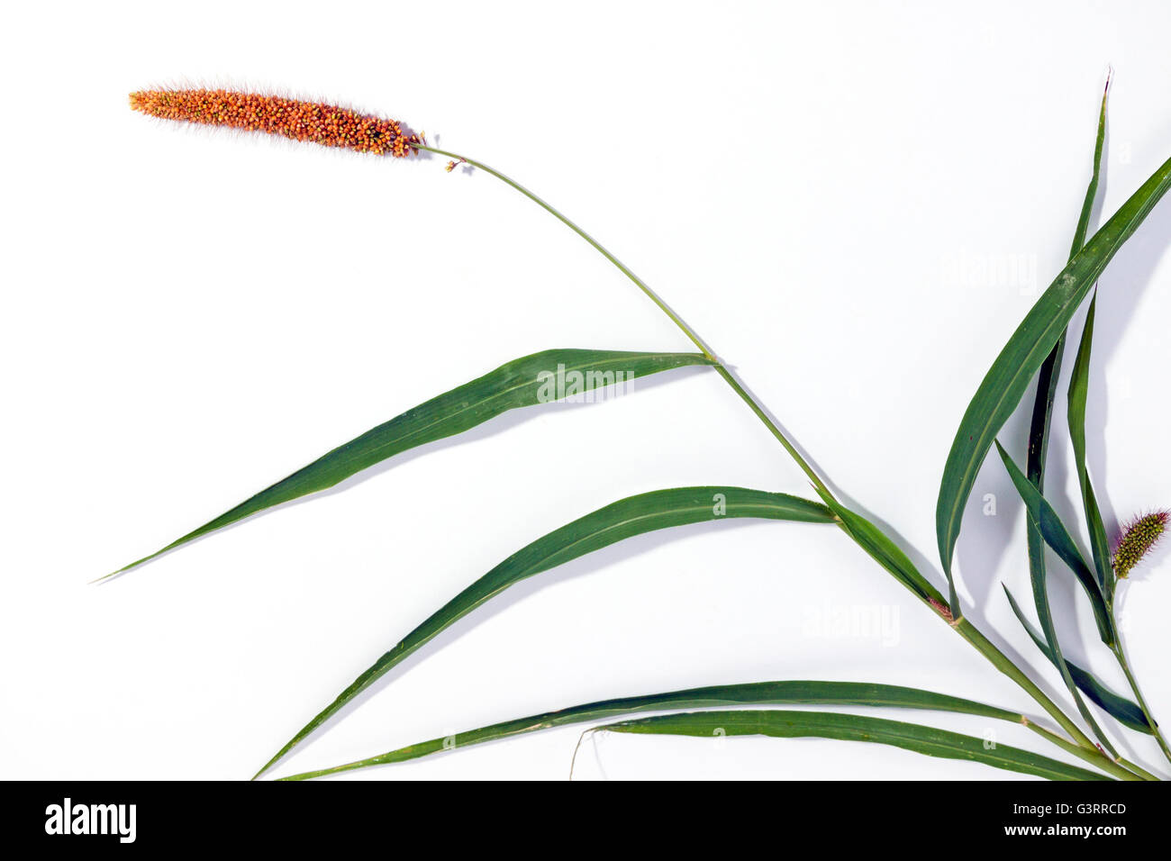 Close up Studio shot of green grass avec oreille de semences de millet rouge sur fond blanc Banque D'Images