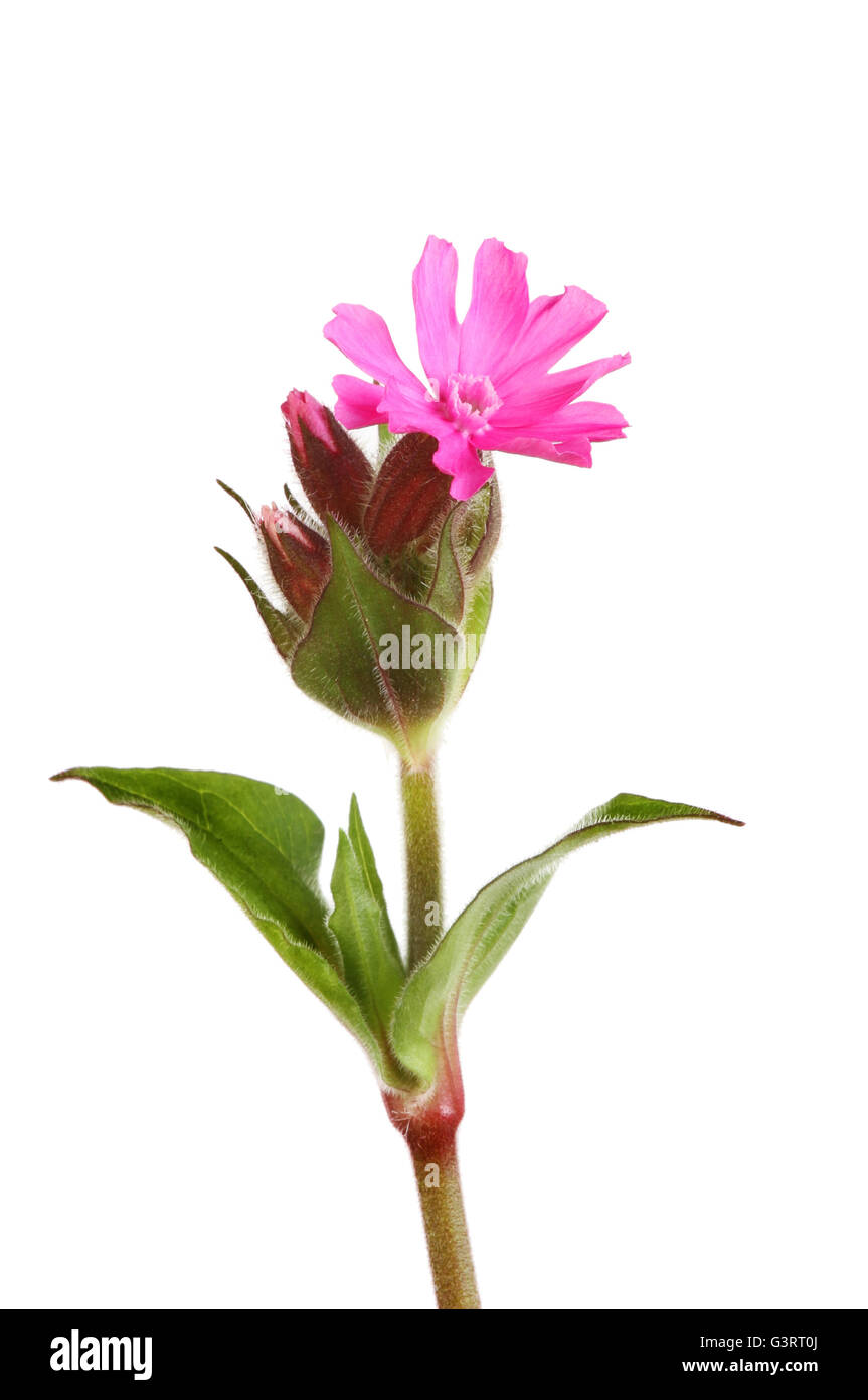 Red Campion, Silene dioca, fleurs, bourgeons et feuillages isolés contre white Banque D'Images