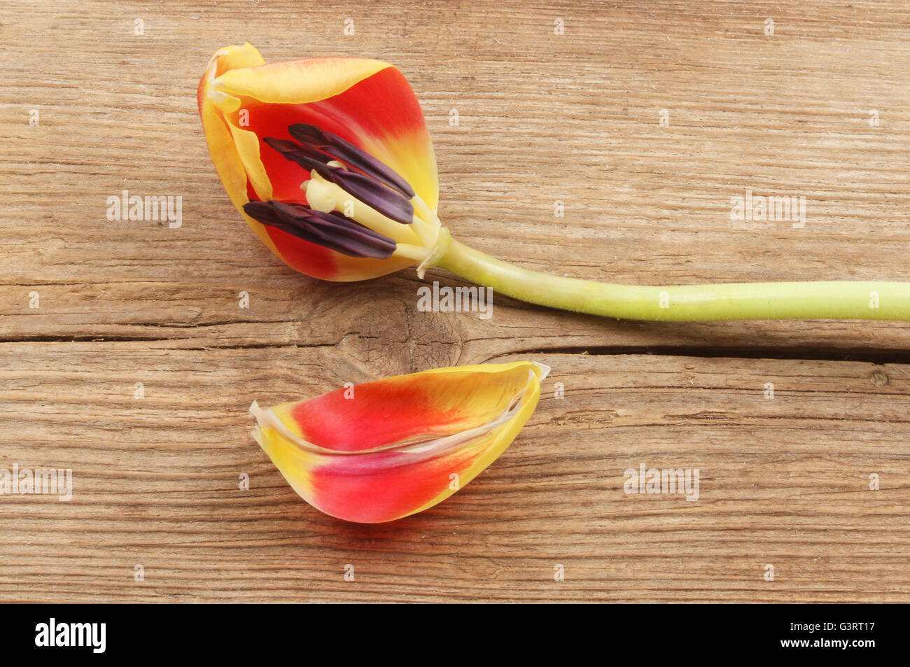 Fleur de tulipe et pétales et fissuré sur bois noueux Banque D'Images