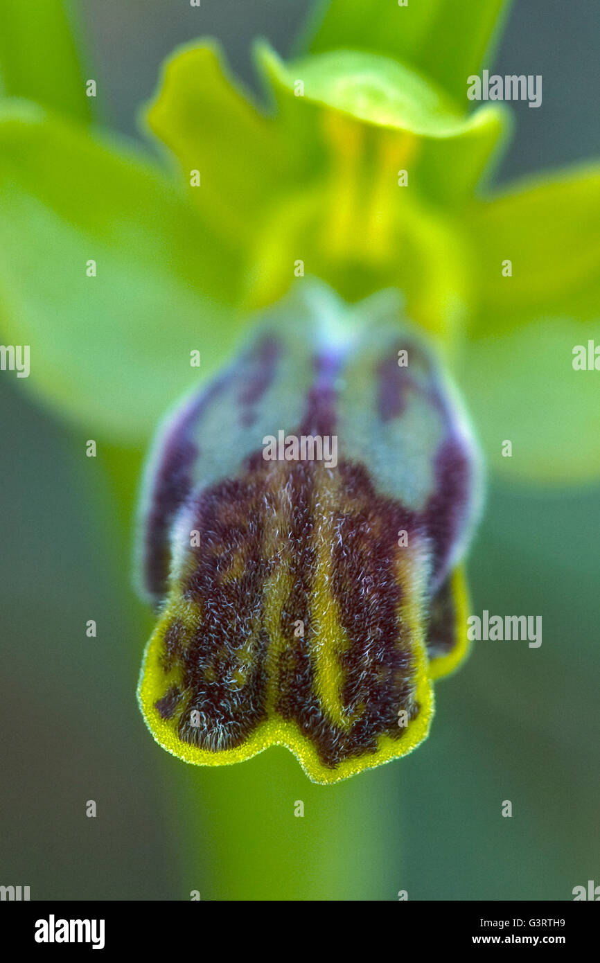 L'abeille noire de l'ouest. Ophrys fusca ou Ophrys lupercalis. Banque D'Images
