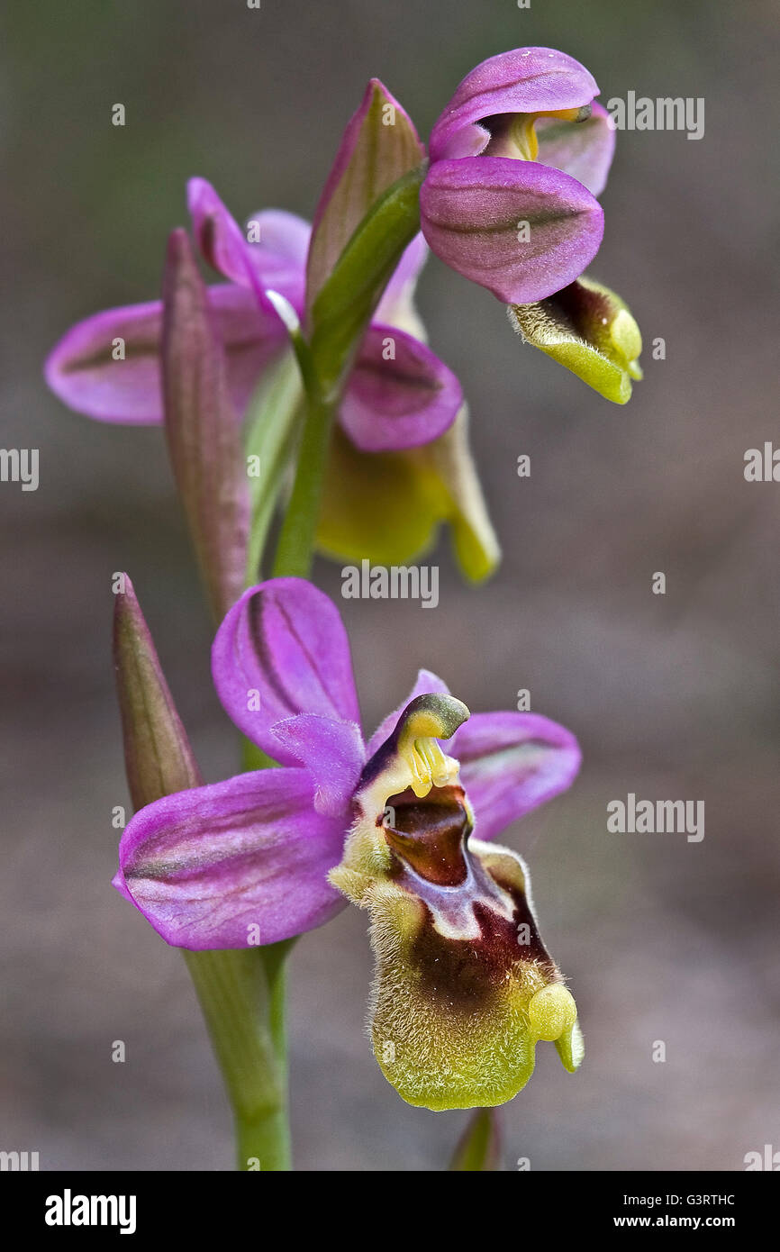 L'orchidée mouche, Ophrys tenthredinifera. Banque D'Images