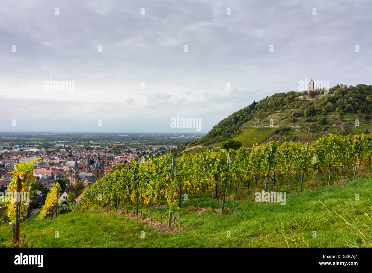 Dom ' ' et le château de Starkenburg (vue de Maiberg ) avec des vignes, en Allemagne, en Hesse, Hesse, , Heppenheim (Bergstraße) Banque D'Images