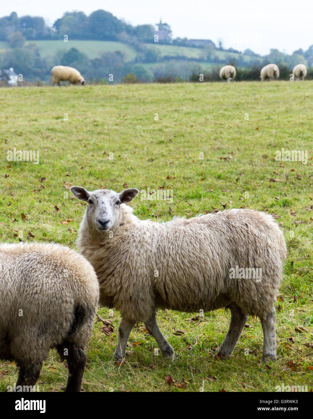 Des moutons paissant dans les régions rurales du nord de l'Irlande une terre agricole. Banque D'Images