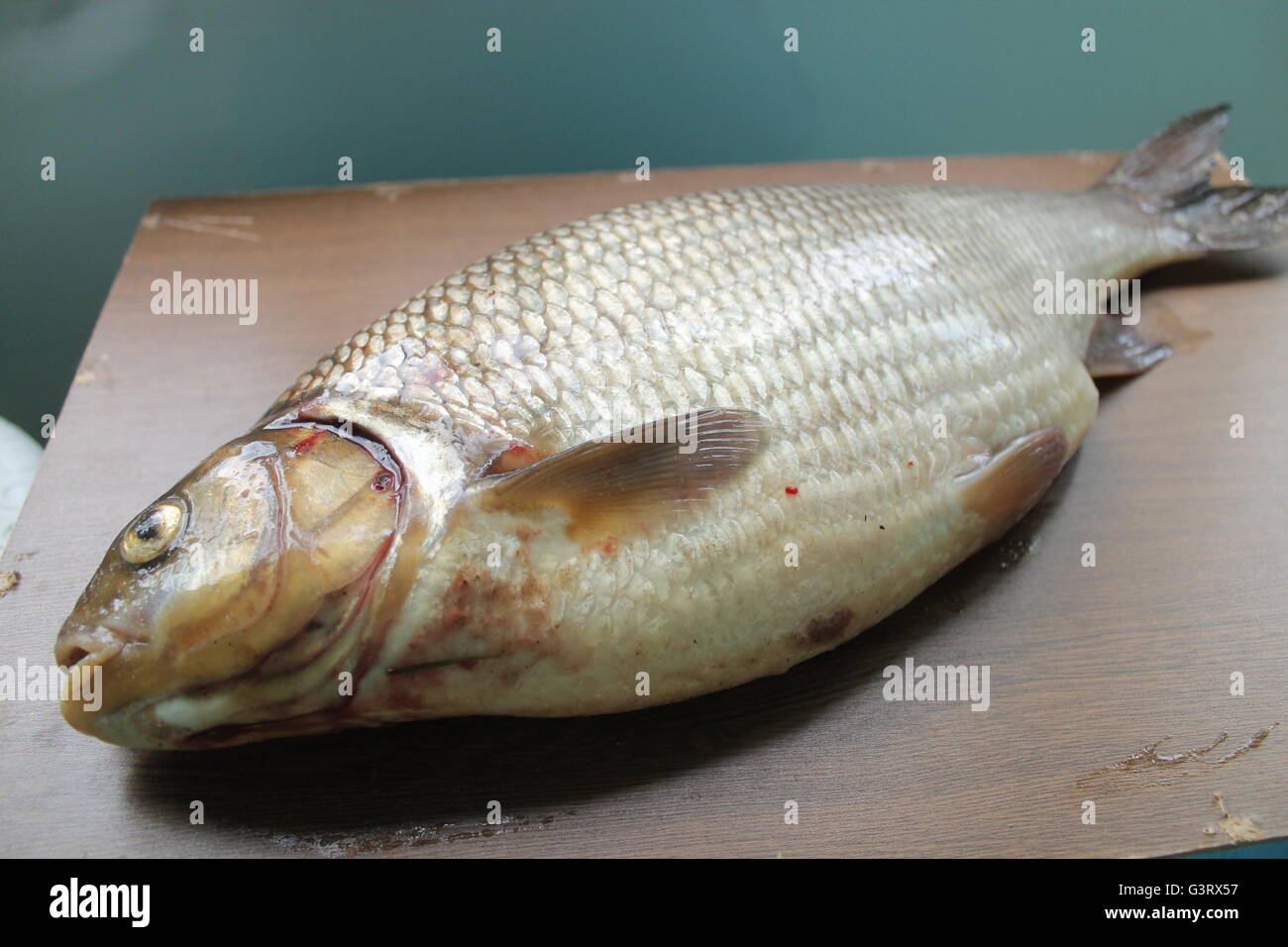 Gros poisson gras type sauvage de carp river chance captures de fishman Banque D'Images