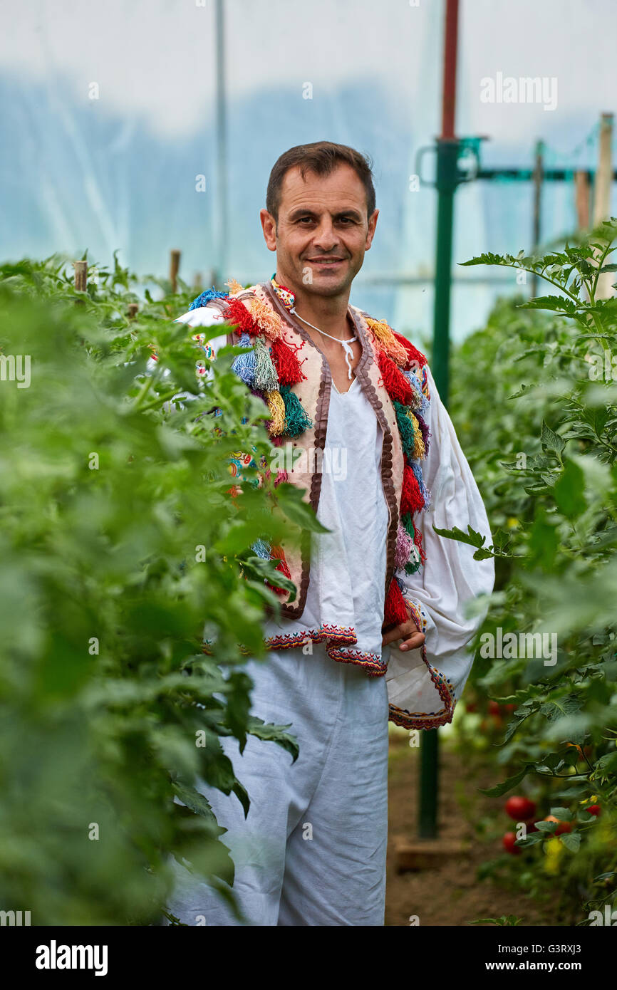 Agriculteur roumain portant des costumes traditionnels dans sa serre de tomates Banque D'Images