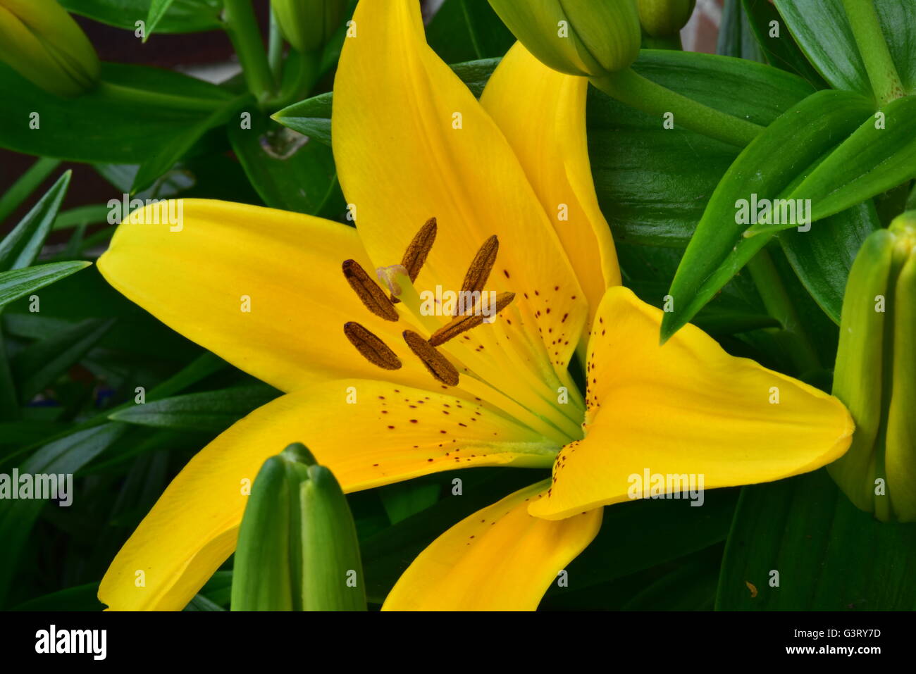 Close-up pictur du lis jaune, Belladonna (Orienpet Lily) montrant les pétales, la stigmatisation, les sépales, étamines, anthères pollen et filament. Banque D'Images