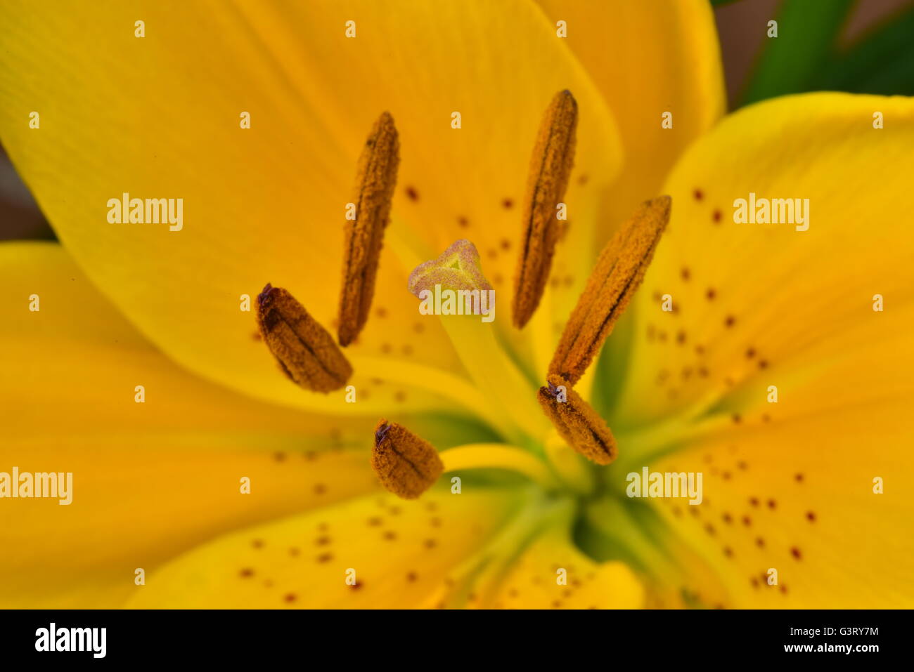 Close-up pictur du lis jaune, Belladonna (Orienpet Lily) montrant les pétales, la stigmatisation, les sépales, étamines, anthères pollen et filament. Banque D'Images