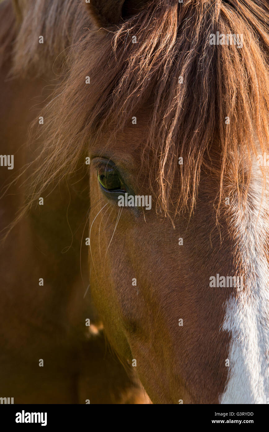 Close up d'un poney alezan avec un œil et des cheveux de forlock. Banque D'Images