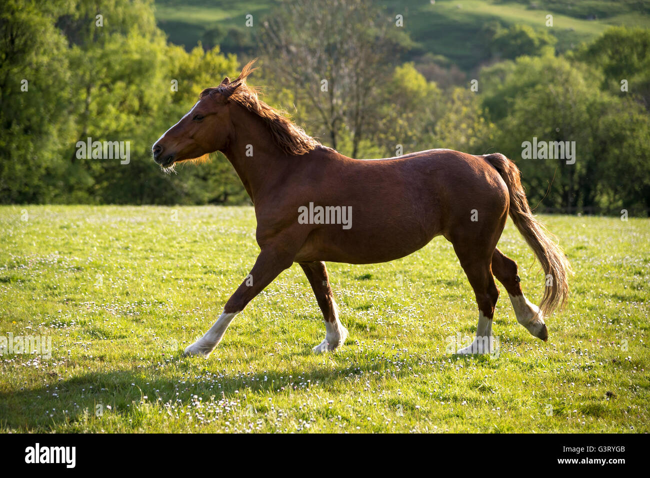 Poney alezan s'exécutant dans un champ vert un soir d'été. Banque D'Images