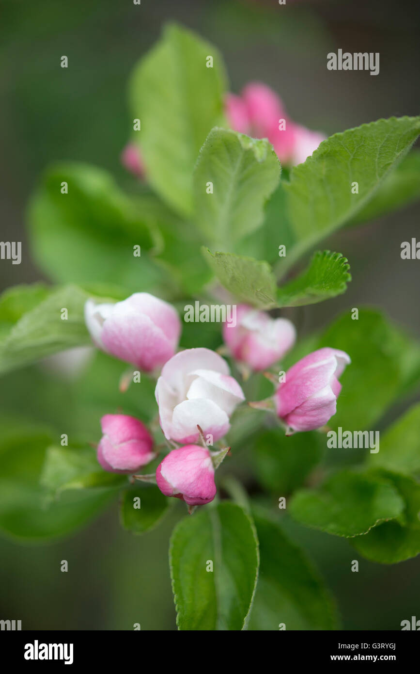 Close up of spring Apple Blossom. Fleurs d'une variété cultivée. Banque D'Images