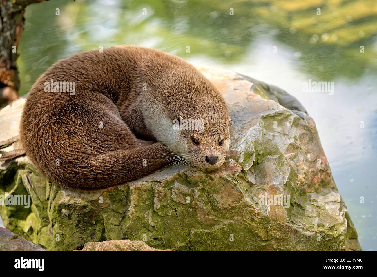 Weasel reposant sur une pierre à l'état sauvage Banque D'Images Weasel reposant sur une pierre à l'état sauvage Banque D'Images