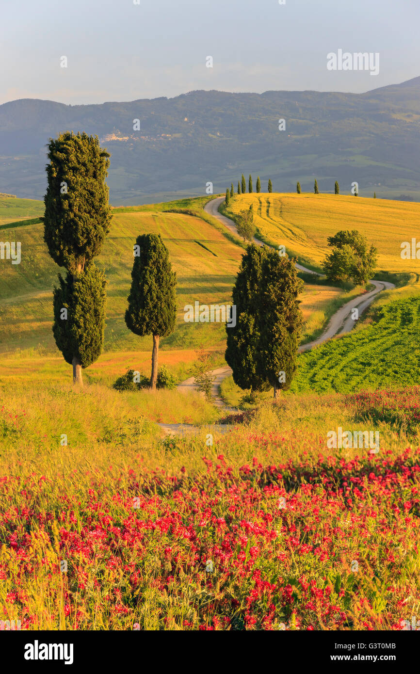 Au coeur de la Toscane, dans la campagne du Val d'Orcia, près de Pienza se trouve l'Agriturismo Podere Terrapille. Banque D'Images