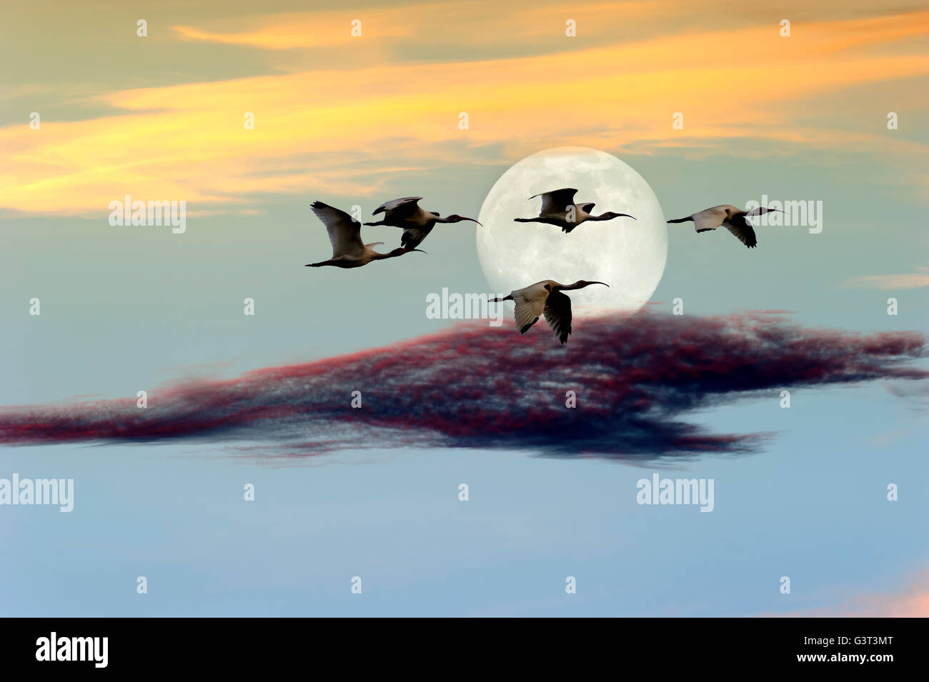 Lune des oiseaux est un troupeau d'oiseaux volant au crépuscule contre une pleine lune coloré c cloudscape. Banque D'Images