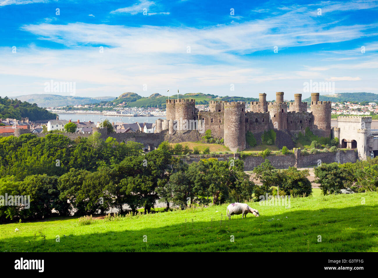 Conwy, Nord du Pays de Galles, Royaume-Uni. . Royaume-uni - Le ciel bleu et le beau temps au Château de Conwy avec la température permet une agréable journée au soleil. L'après-midi profiter de moutons du soleil en face de Château de Conwy Banque D'Images