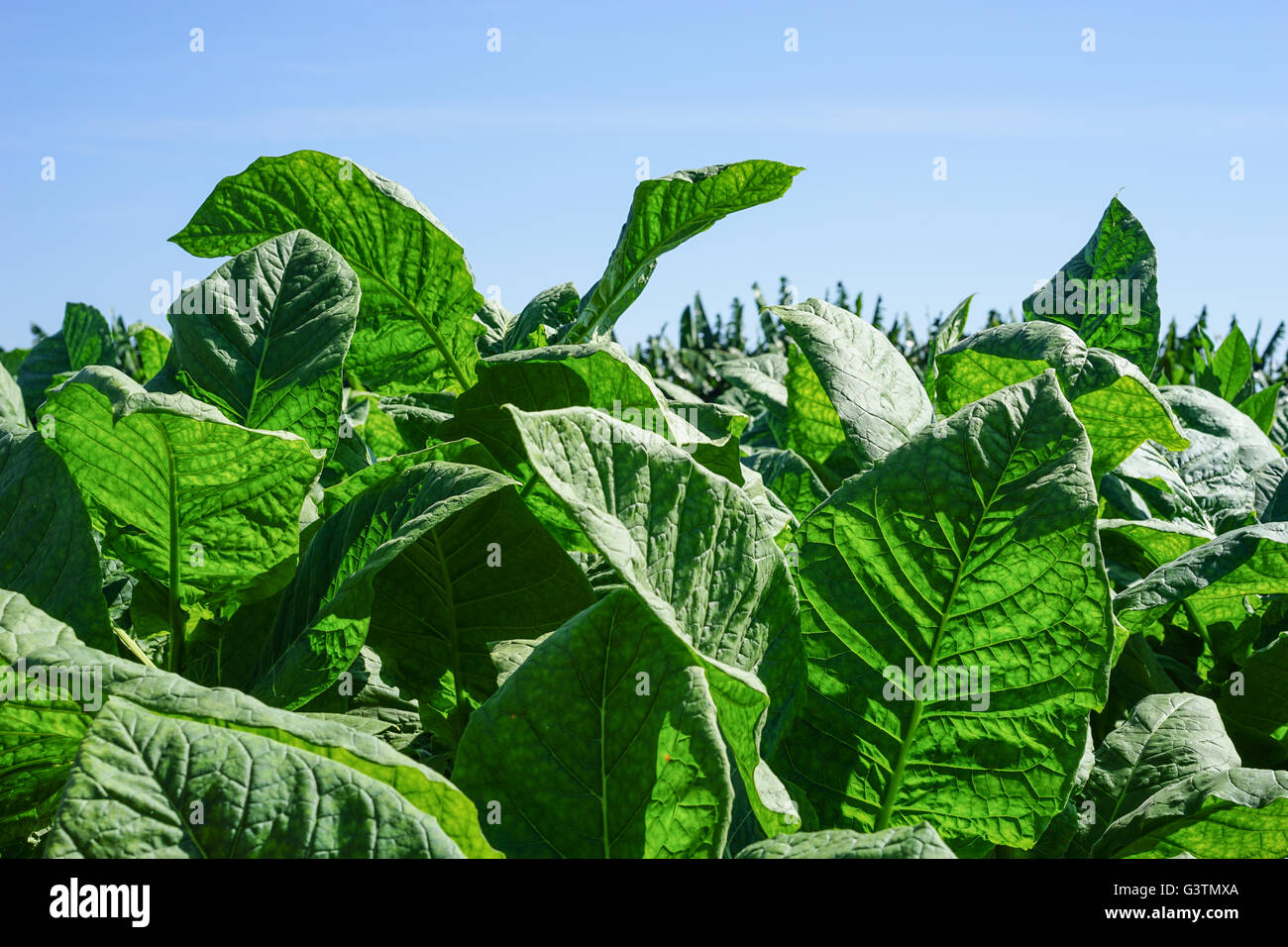 Champ de feuilles de tabac, avec grandes feuilles vertes sous le soleil tropical prêtes pour la récolte Banque D'Images
