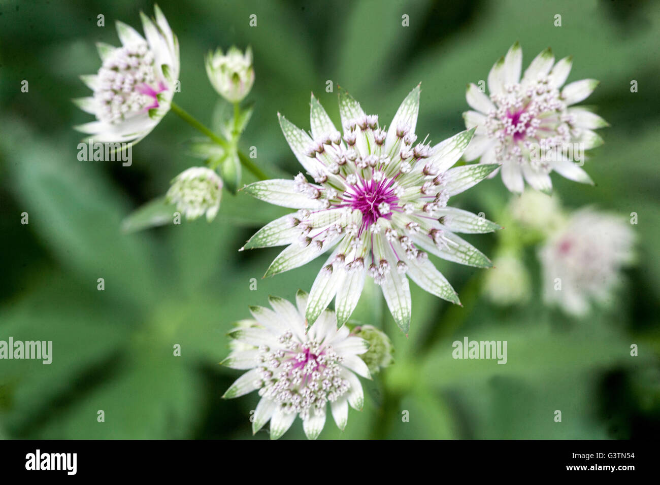 Masterwort Astrantia major 'Georges, form' Banque D'Images