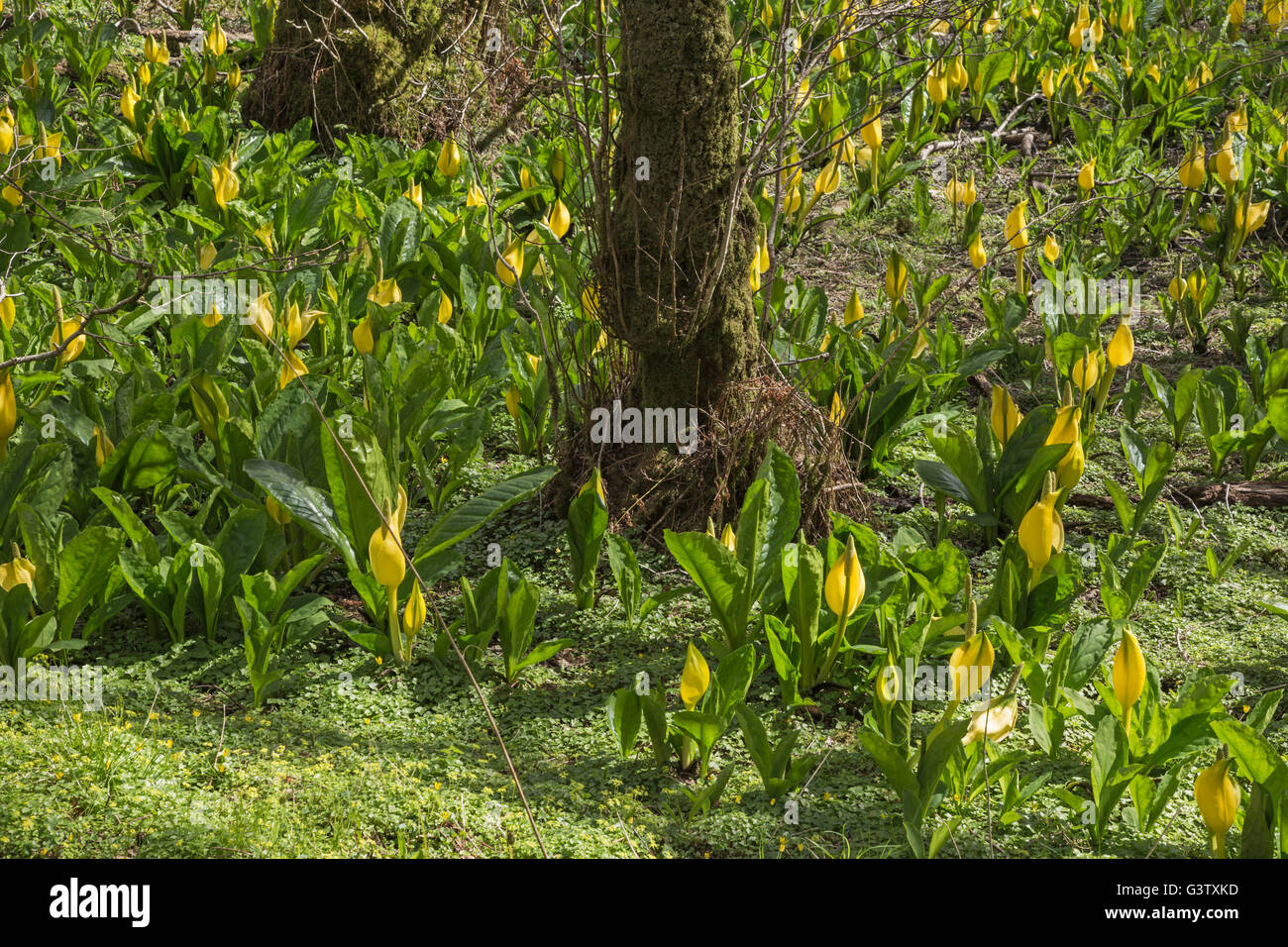 Lysichiton americanus ou Bog lily sur les rives du Loch Awe, en Écosse. Banque D'Images