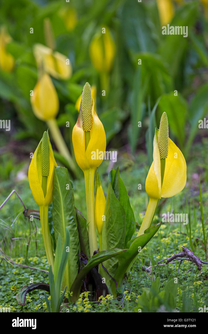 Lysichiton americanus ou Bog lily sur les rives du Loch Awe, en Écosse. Banque D'Images