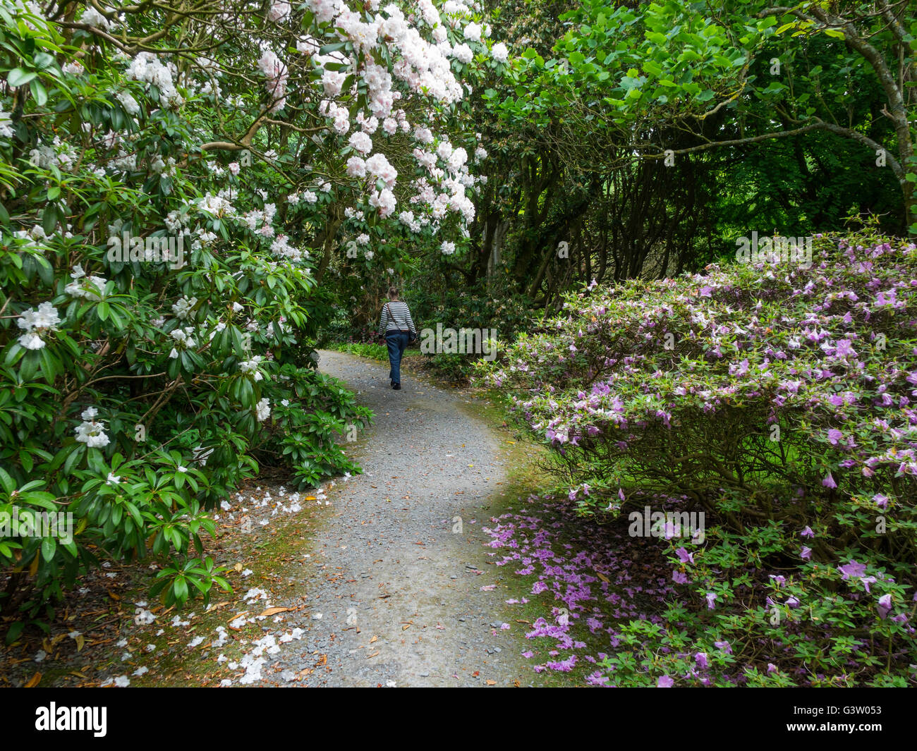 Femme marche un chemin à travers les arbustes à fleurs en thegarden de Holker Hall Cark Cartmel dans Cumbria UK Banque D'Images