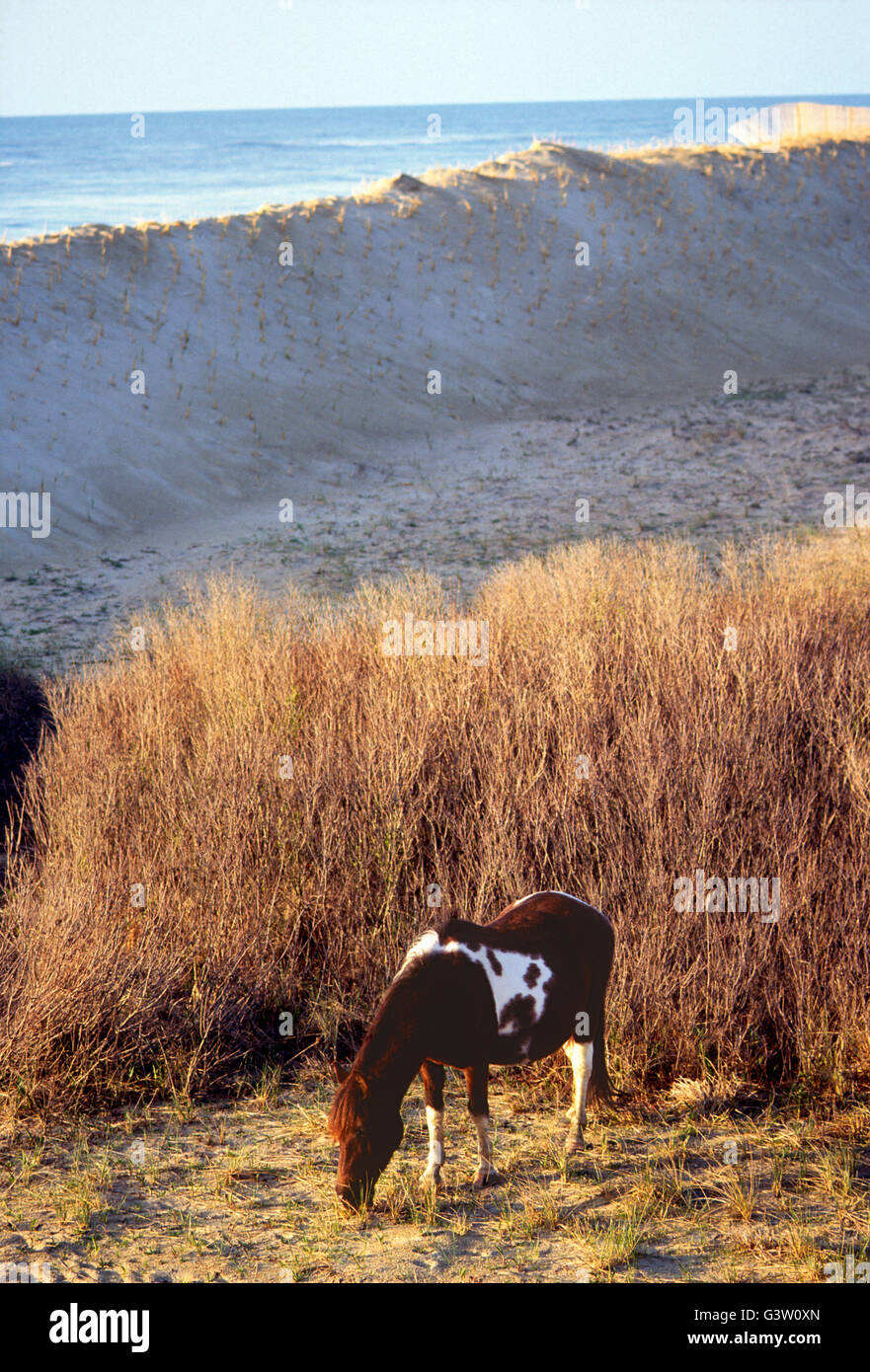 Chevaux sauvages (connu sous le nom de 'poneys') dans Chincoteague National Wildlife Refuge, Assateague Island, Virginia, USA Banque D'Images