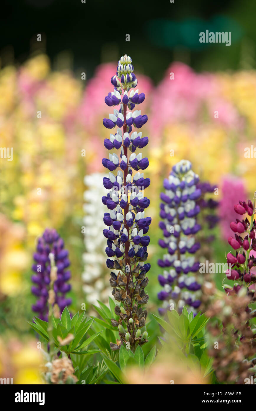 Fleurs colorées dans le bois de lupin sur un coucher de soleil Banque D'Images