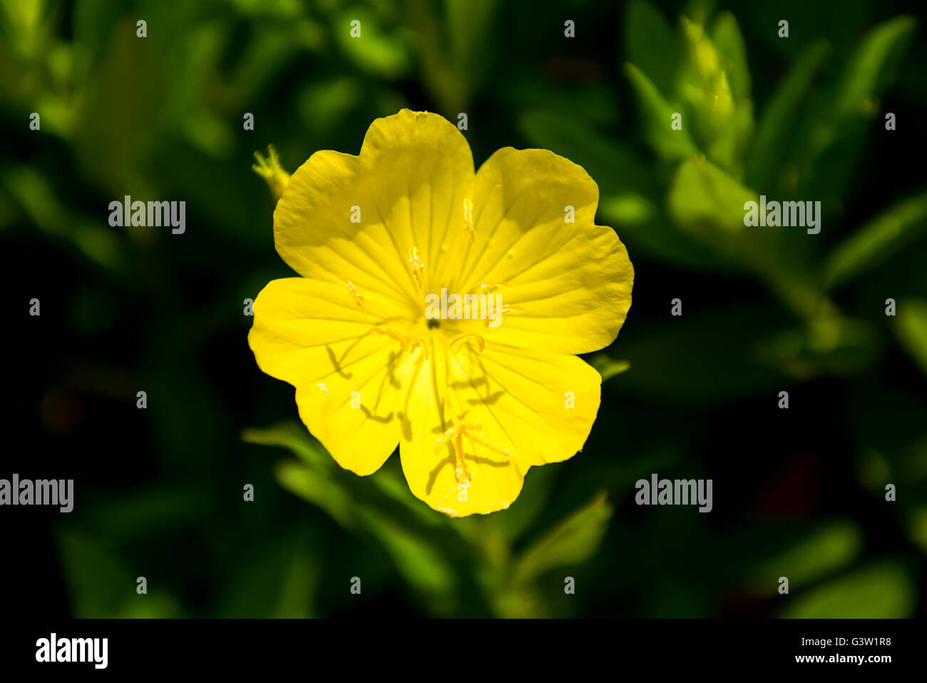 Oenothera odorata jaune Banque D'Images