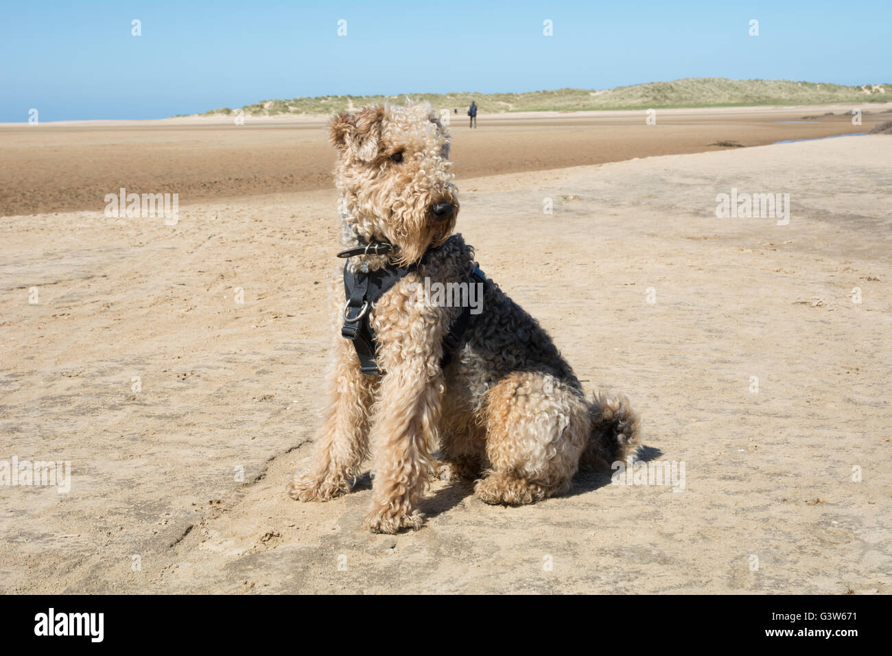 Un Airedale terrier assis sur la plage. Banque D'Images