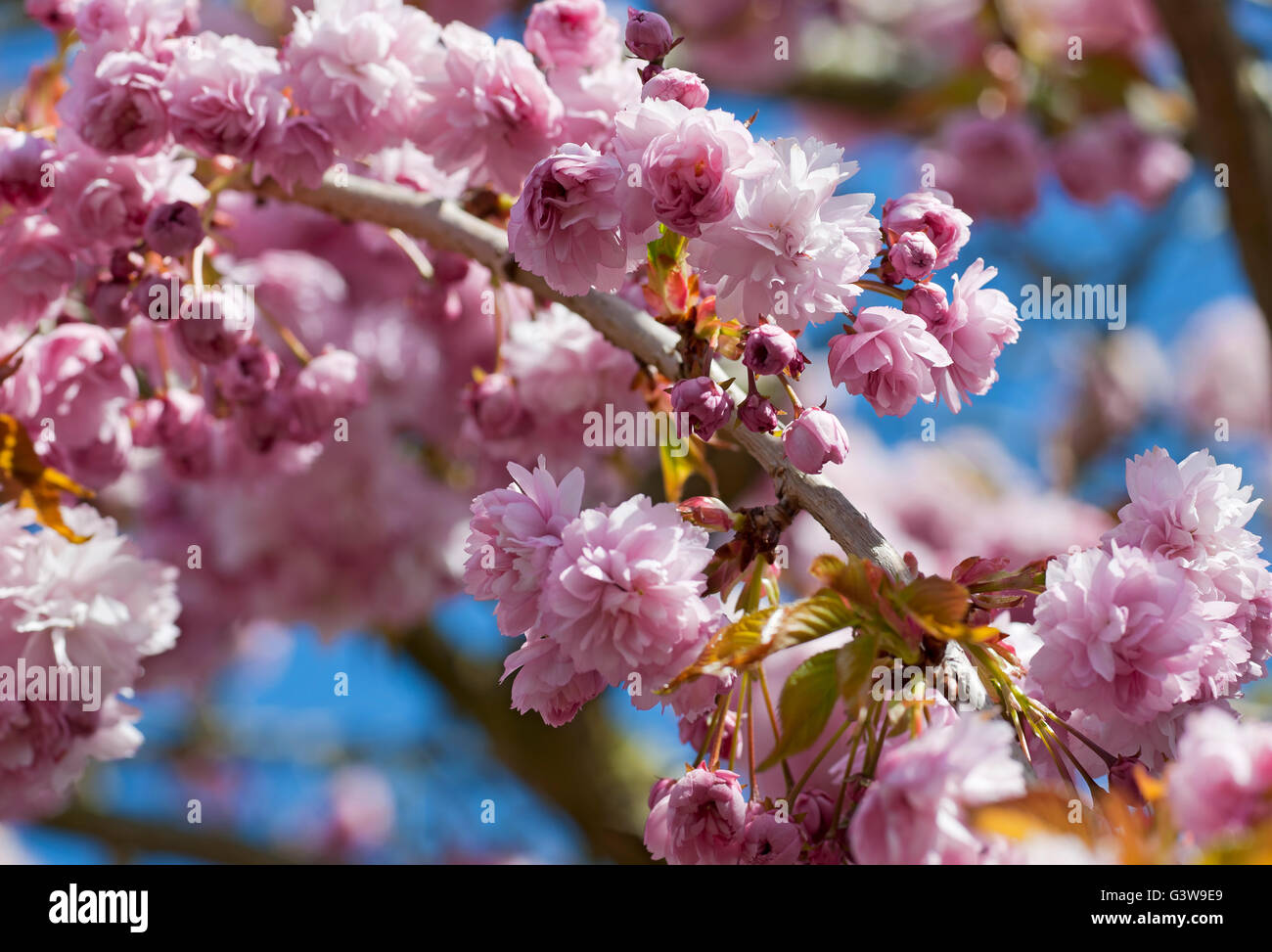 Gros plan de fleur rose fleurs ornementales de cerisier fleurs Floraison au printemps Angleterre Royaume-Uni Royaume-Uni Grande-Bretagne Banque D'Images