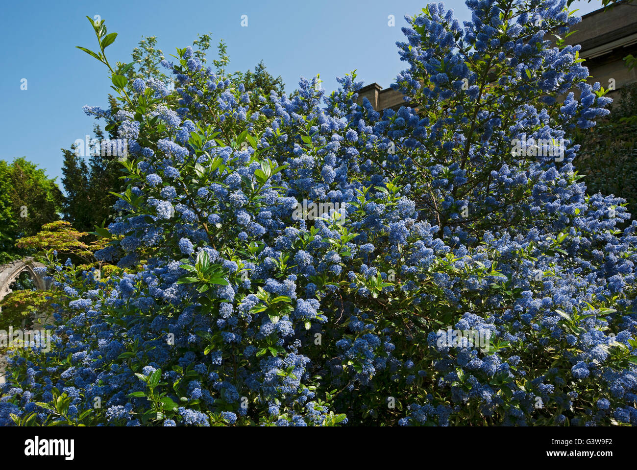 Blue Ceanothus fleurs fleur fleurs floraison en été Angleterre Royaume-Uni Royaume-Uni Grande-Bretagne Banque D'Images
