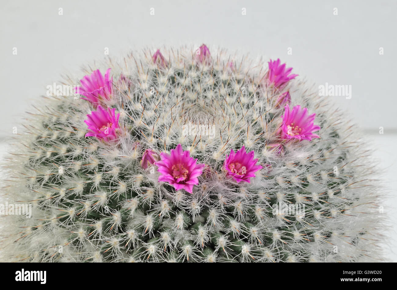 Cephalocereus senilis avec fleurs de rose, macro, zoom sur fond blanc, horizontal, cactus avec des fleurs rose Banque D'Images