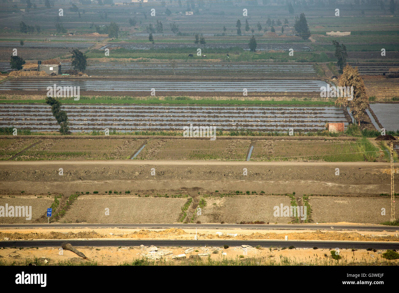 Les champs cultivés le long du Canal de Suez, Egypte Banque D'Images