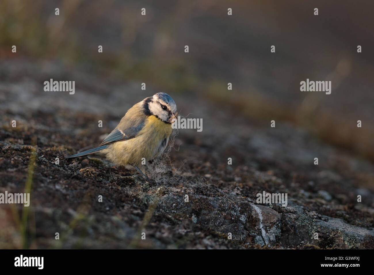 Mésange bleue (Parus caeruleus), Banque D'Images