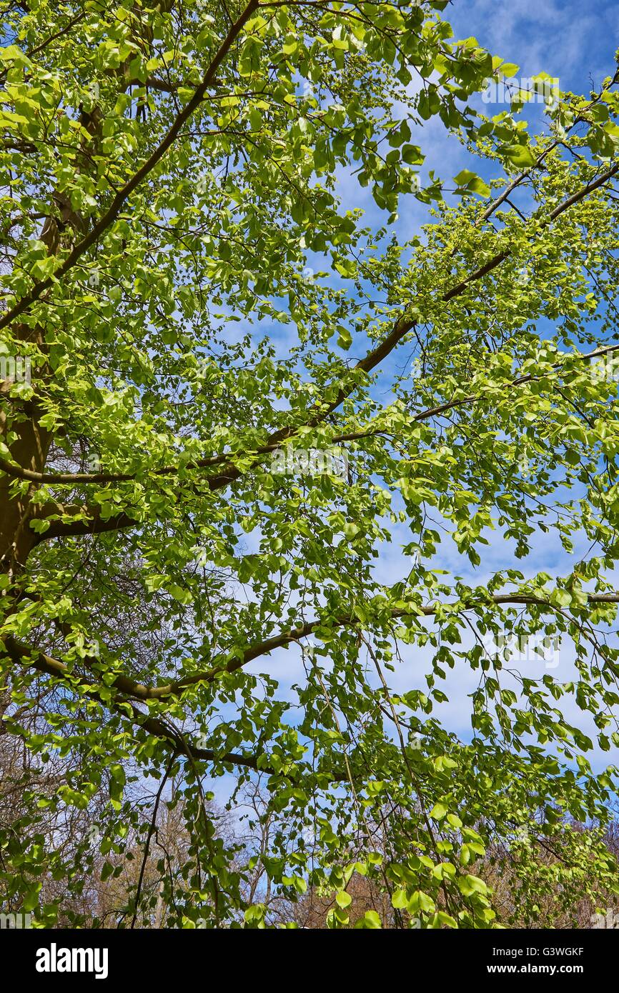 Brench arbre avec des feuilles vertes et bleu ciel Banque D'Images