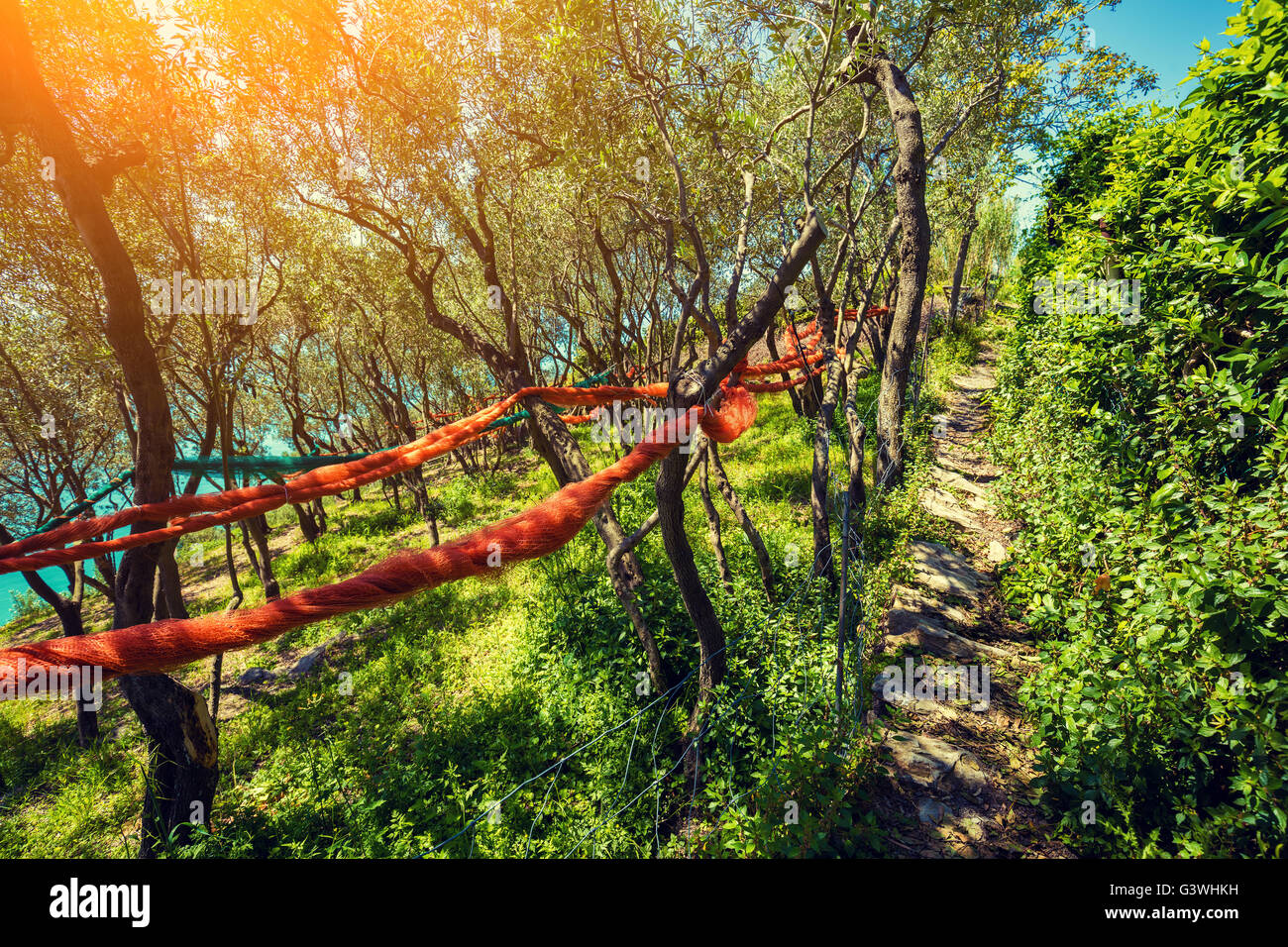 Des oliviers sur la colline. Cinque Terre, Italie Banque D'Images