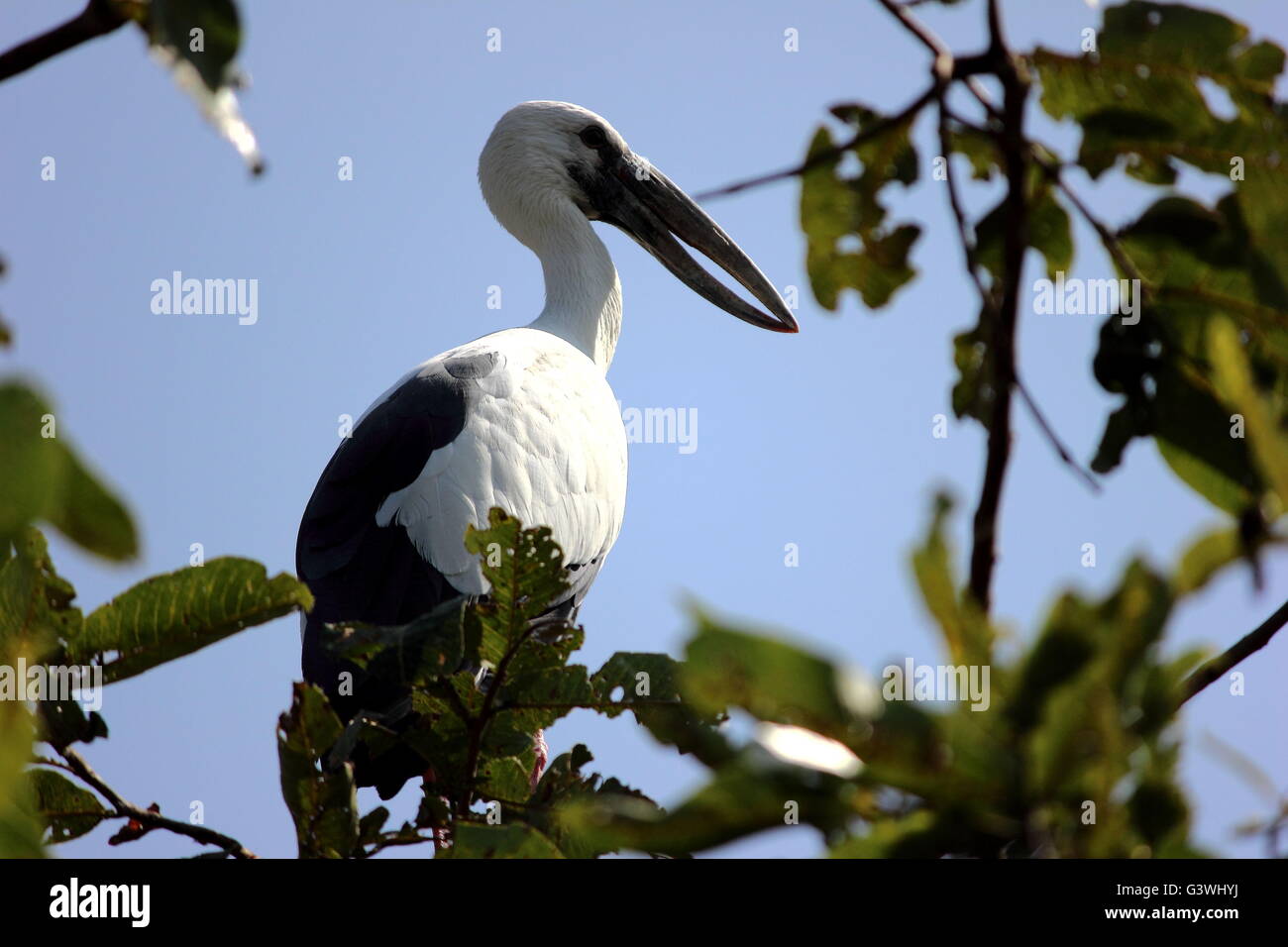 Asian openbill stork Banque D'Images