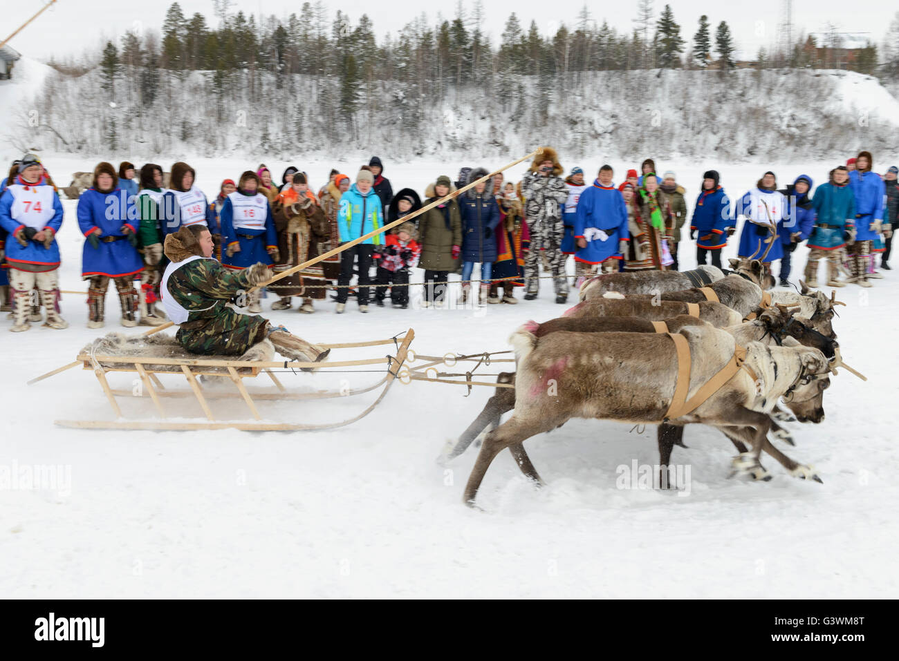 Course sur cerfs dans l'appartement de 'jour de la Yamal sur des éleveurs de rennes Banque D'Images