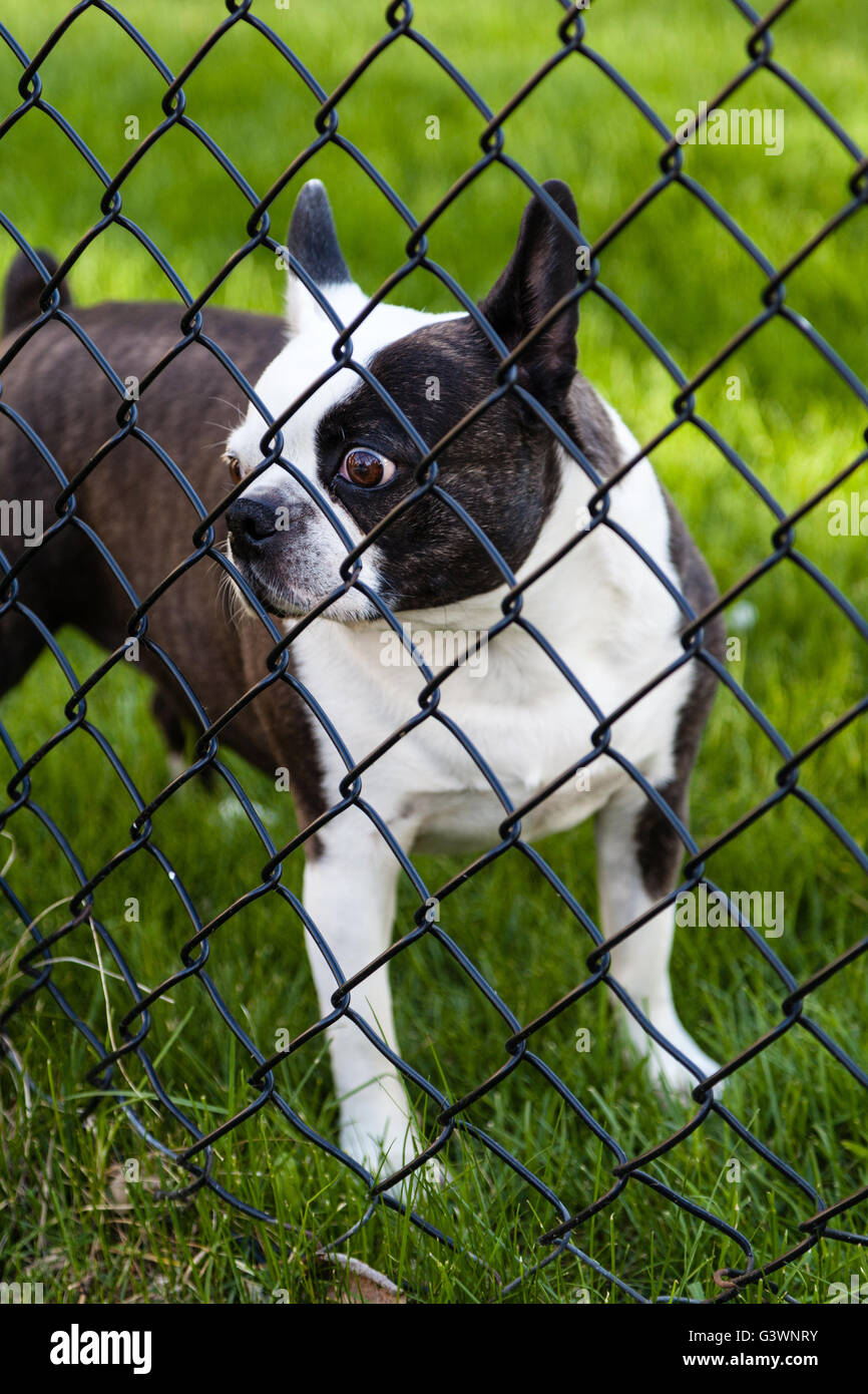 Un large-eyed Boston Terrier regarde derrière une barrière. Banque D'Images