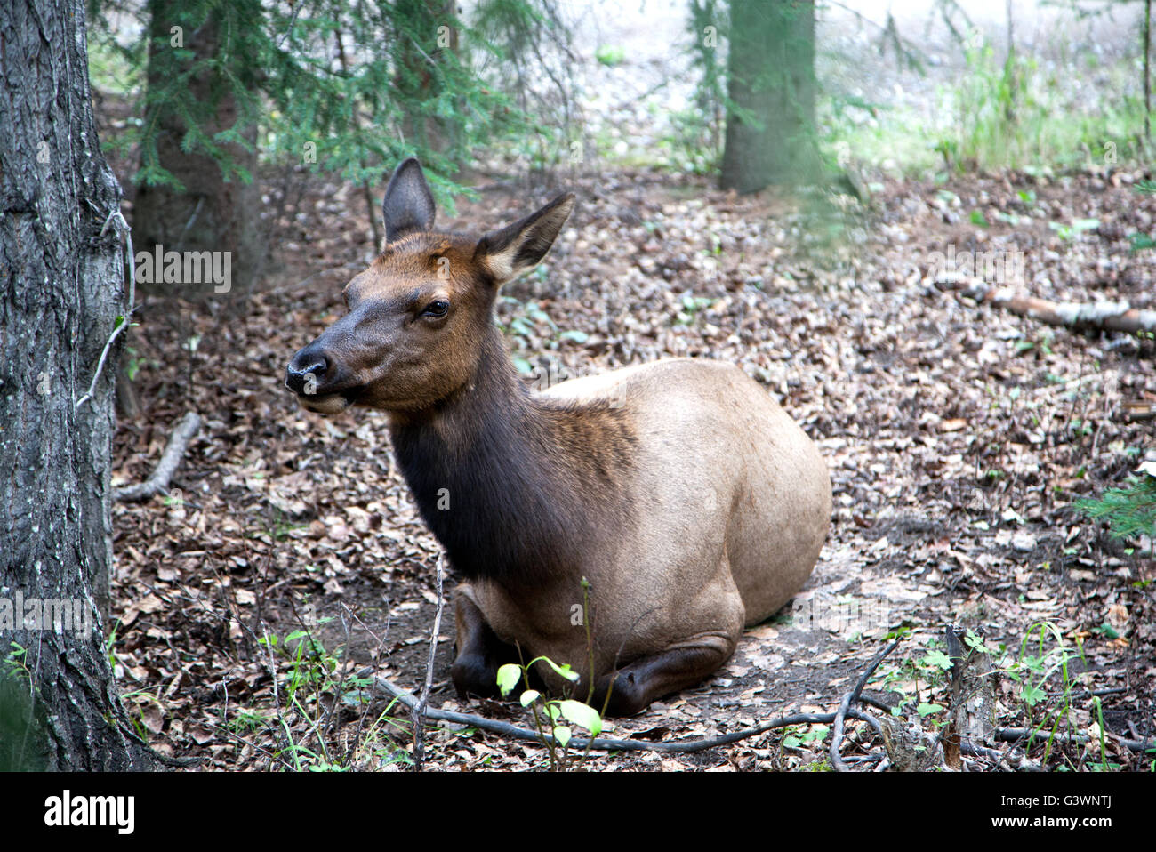 Une femelle wapiti repos vache dans les bois de Jasper, dans les Rocheuses canadiennes de l'Alberta. Aussi connu sous le nom de Cervus canadensis ou wapiti, je Banque D'Images