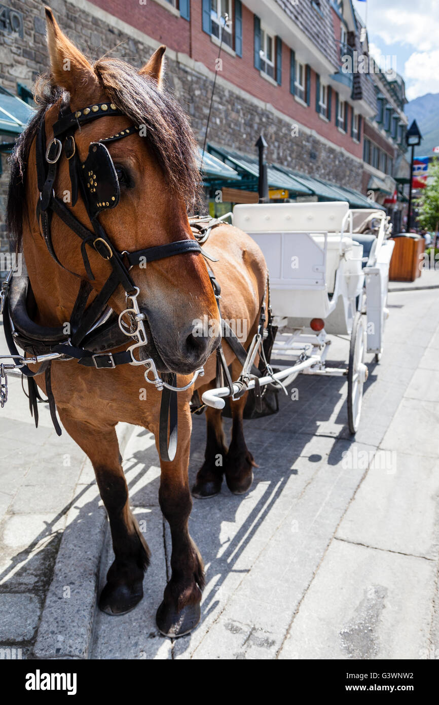 Se concentrer sur un cheval dans une petite ville canadienne avec son chariot blanc en remorque derrière. Banque D'Images