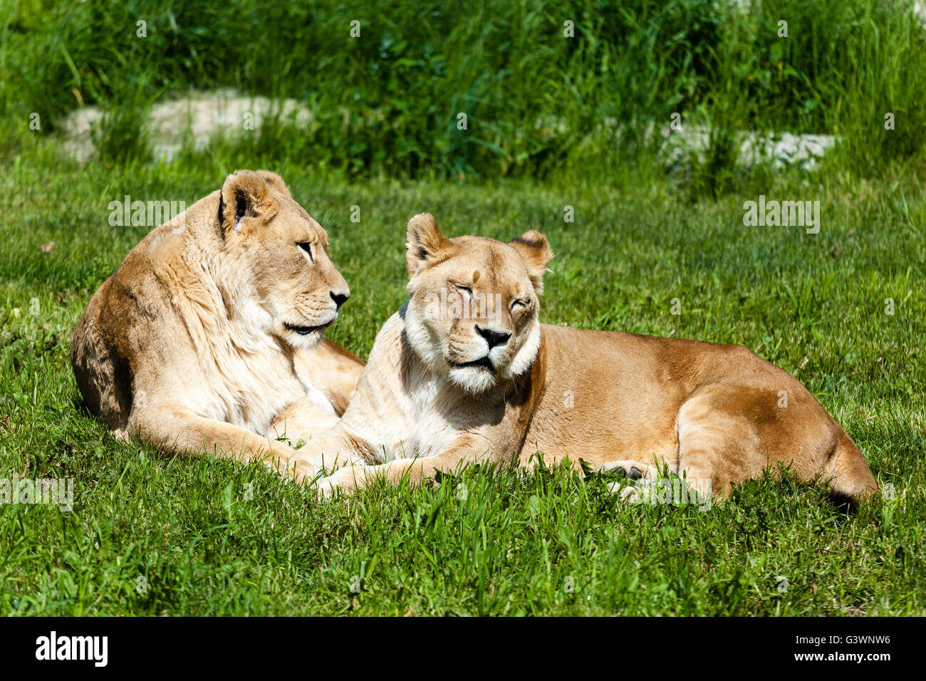 Close-up d'une paire de lionnes. Banque D'Images