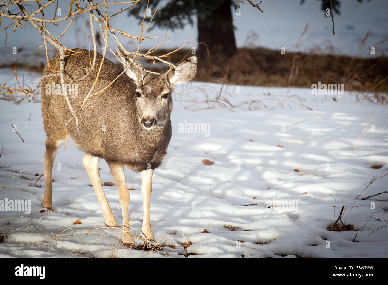Un cerf mulet à la recherche de nourriture dans la neige de l'hiver des Rocheuses canadiennes. Banque D'Images