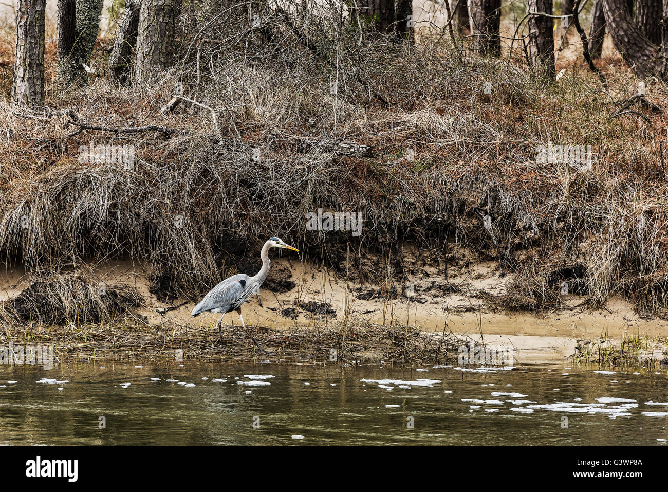 Héron, Ardeidae, Chincoteague National Wildlife Refuge, Virginia, USA Banque D'Images