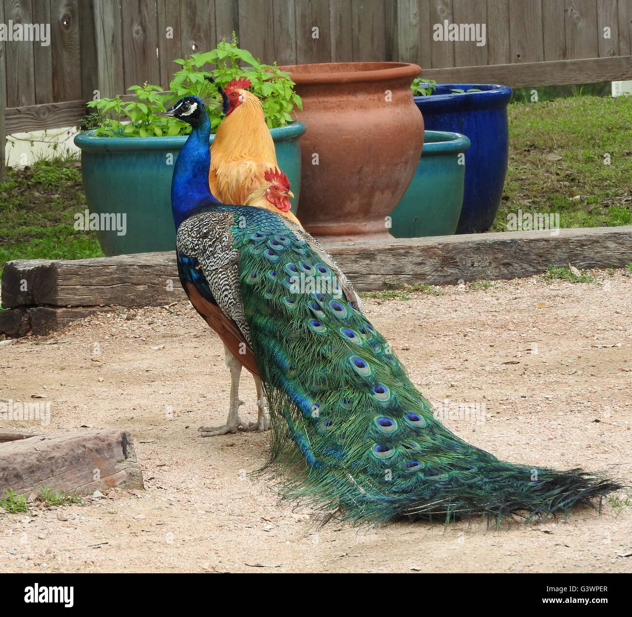 Un paon indien (Pavo cristatus) et deux buff Bantam Cochin poulets (Gallus gallus domesticus) se tenir ensemble. Banque D'Images