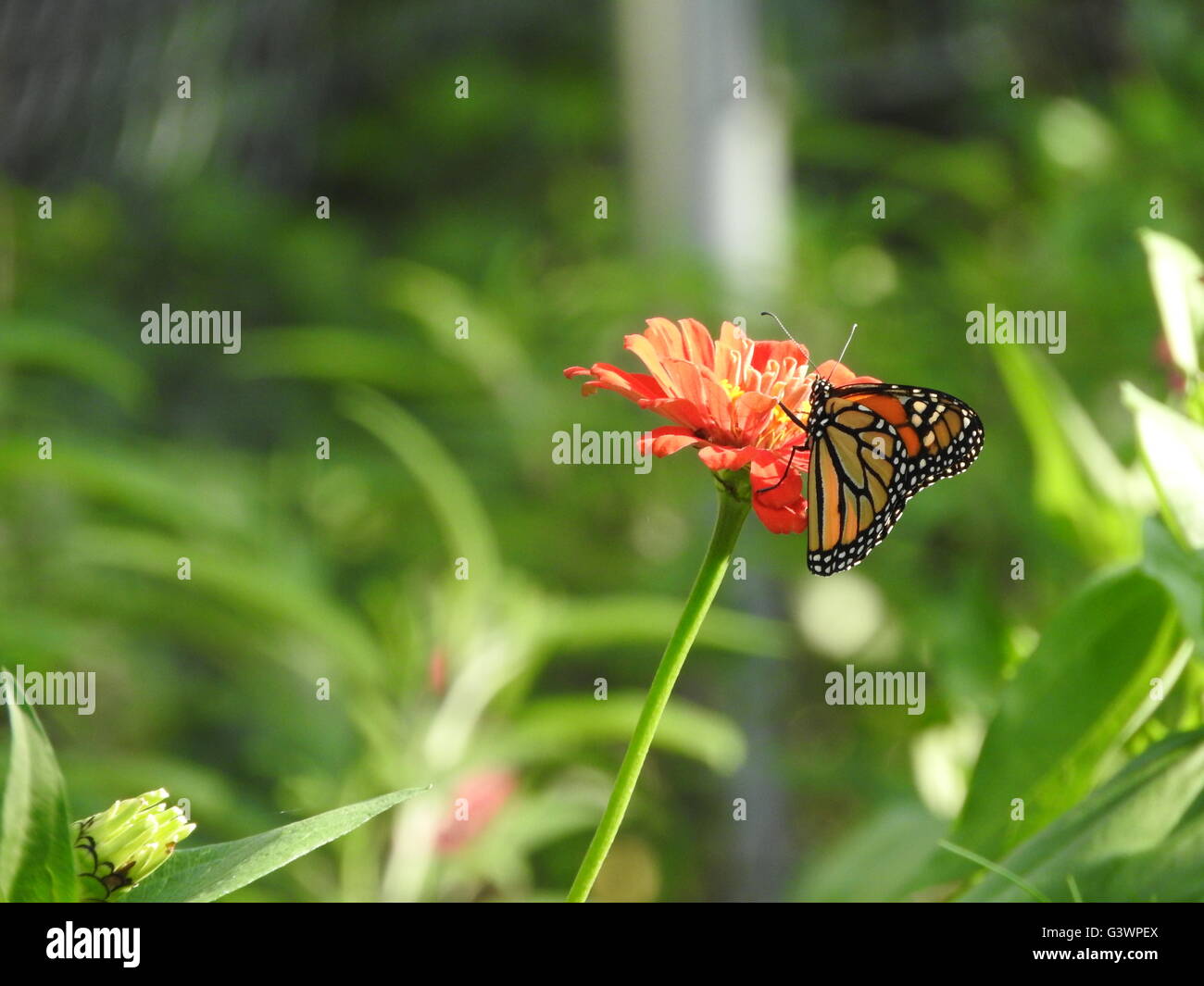 Un monarque (Danaus plexippus) se nourrit du nectar d'une fleur de couleur saumon. Banque D'Images