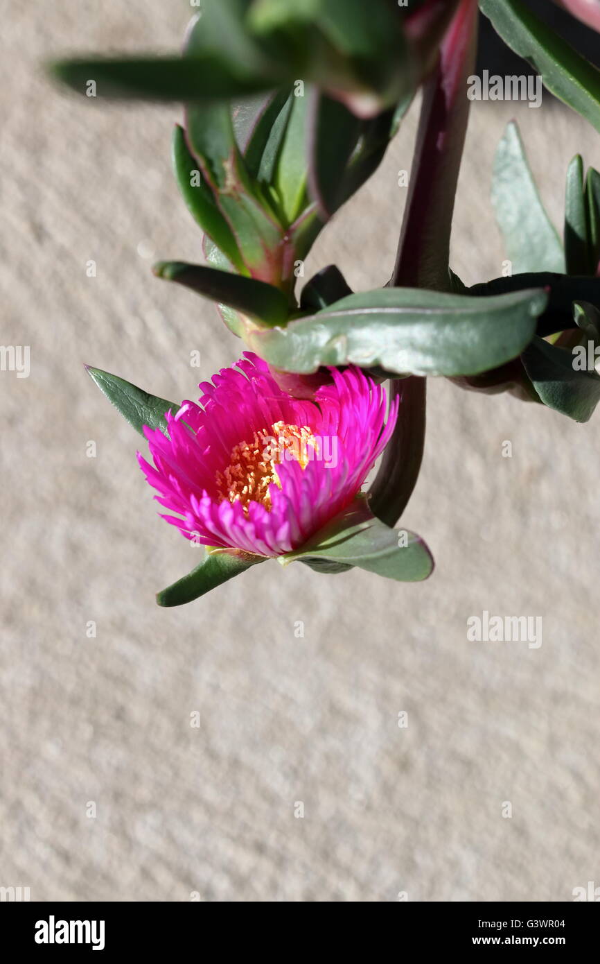 Close up de Carpobrotus glaucescens ou également connu sous le nom de fiction ou fiction angulaire Banque D'Images