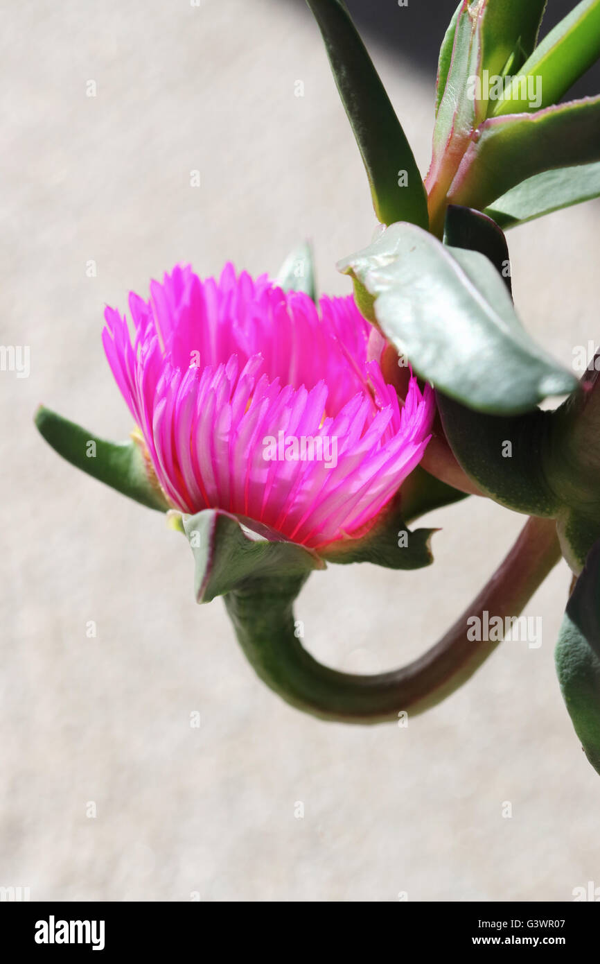 Close up de Carpobrotus glaucescens ou également connu sous le nom de fiction ou fiction angulaire Banque D'Images