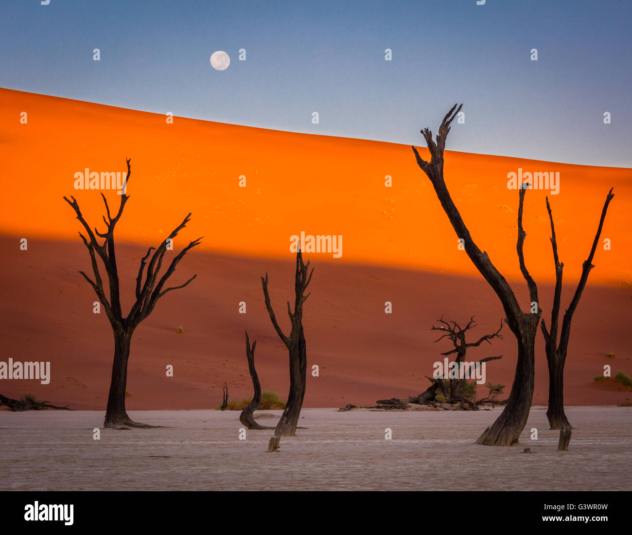 Deadvlei est un pan de l'argile blanche situé près de la plus célèbre marais salant de Sossusvlei, l'intérieur de la parc de Namib Naukluft en Namibie Banque D'Images
