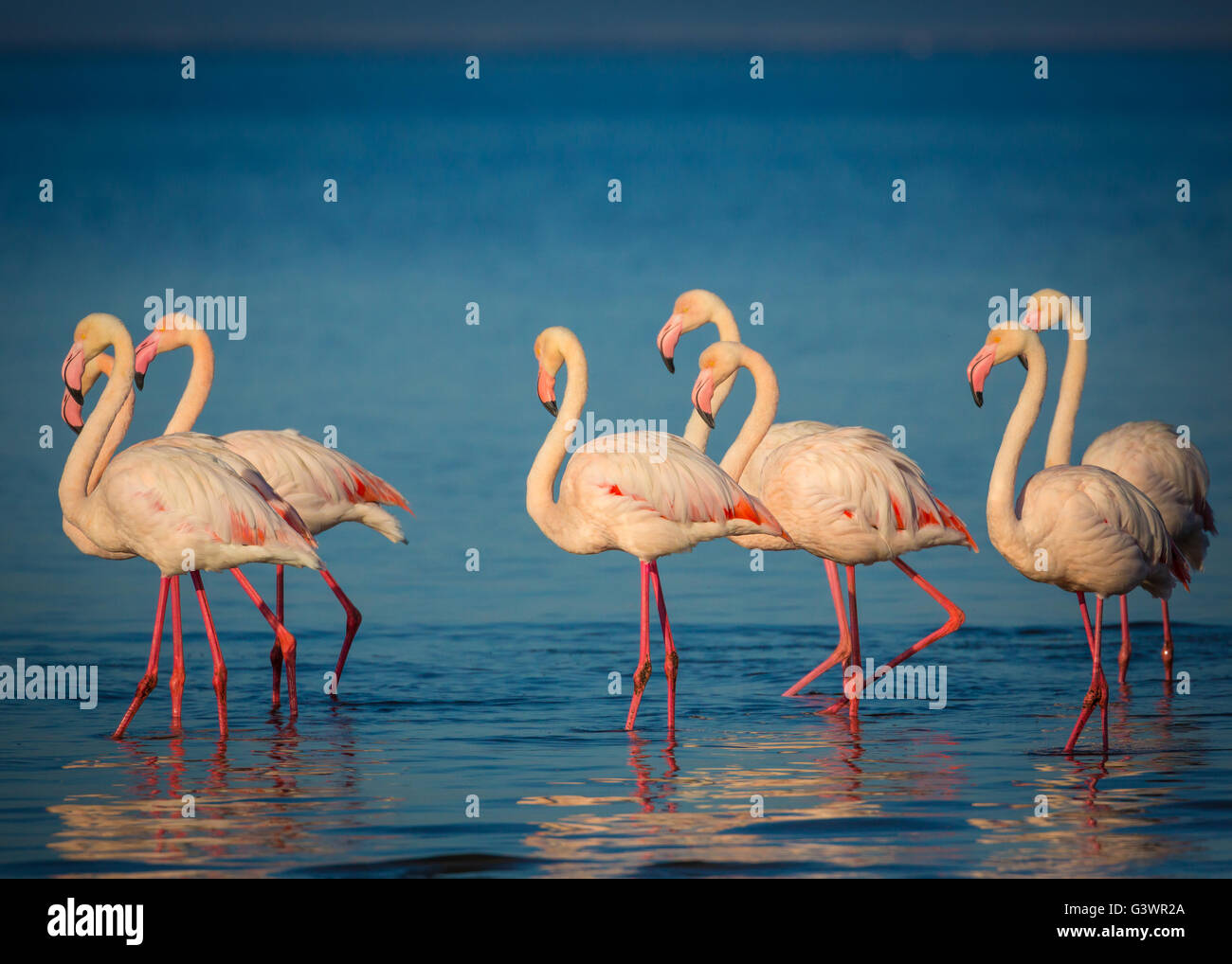 Les flamants roses sont un type d'échassier dans le genre Phoenicopterus, le seul genre de la famille Phoenicopteridae. Banque D'Images