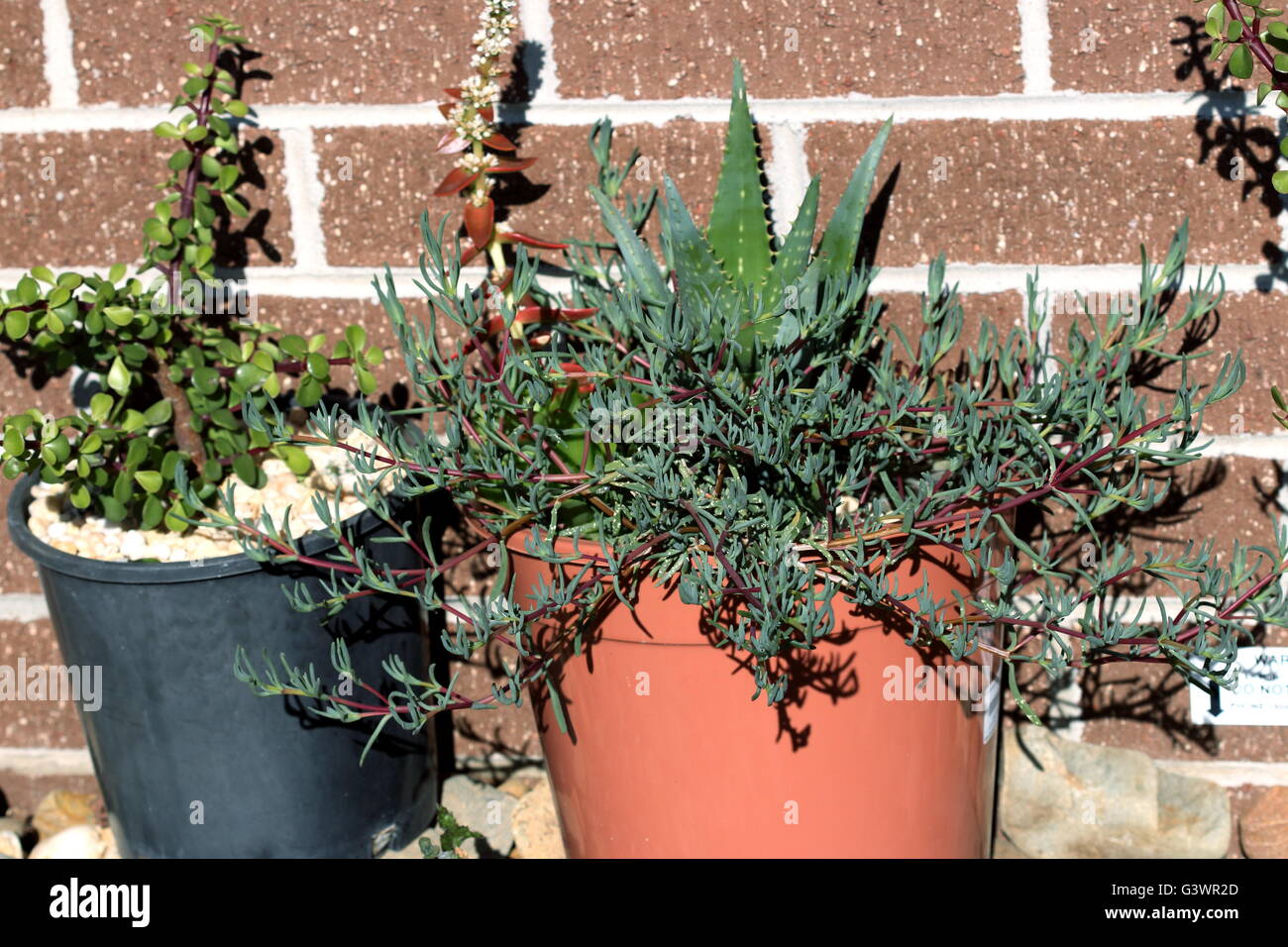 Variétés de cactus et succulentes dans des pots de plus en plus contre le mur de brique Banque D'Images